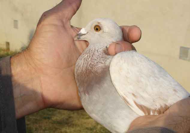 2013��ŷ�������������ܹھ���¯(ͼ)