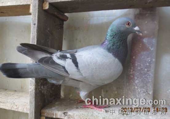 ����8���µ���Ѫ���ȡ�᣿