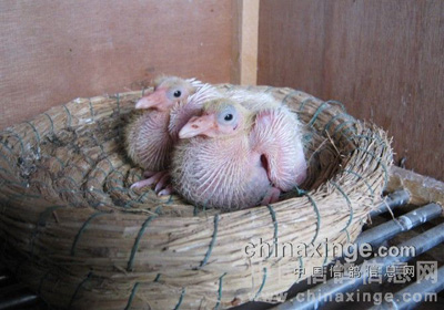 �������ӵ�С����(ͼ)