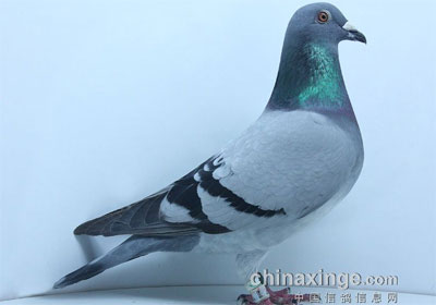 ��ָ�㣺�����������Σ�