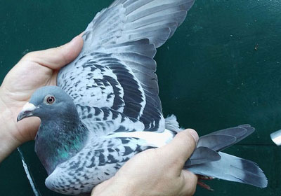 �¹�³���������������վ�ھ�(ͼ)