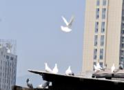 ��ɫ����Ⱥ