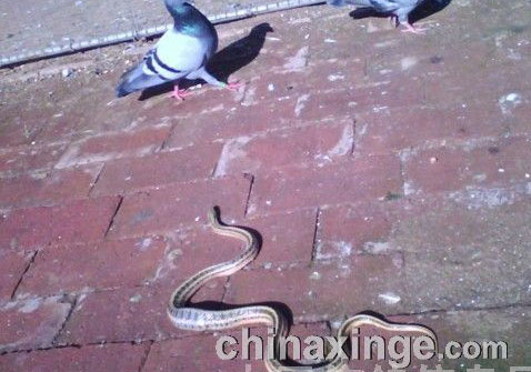 ¥������ġ�����֮�͡�(ͼ)