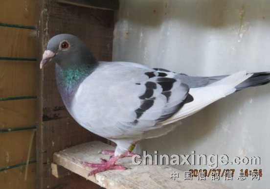 ��ƽ��������(ͼ)