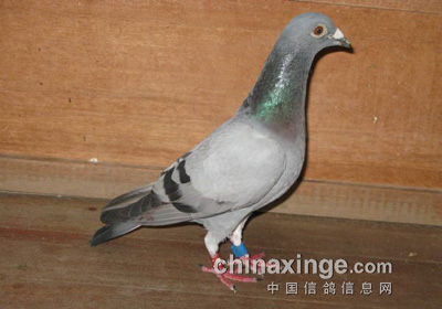 ������� �۷粻��(ͼ)