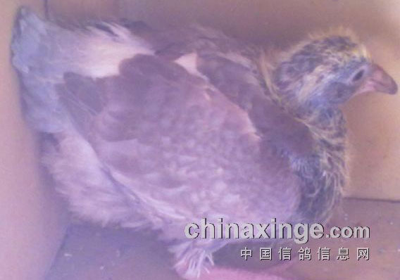 ������Ļ�����ɿ���ɫ��(ͼ)