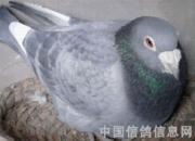 ���ƴ����Ԫ���ָ�(ͼ)