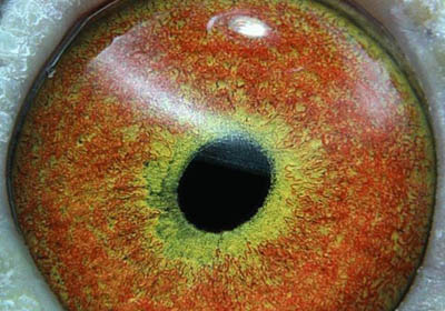 ��ָ�㣺�����������ĸ��ã�