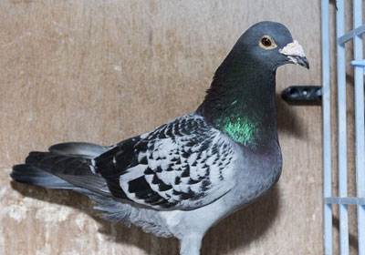 ŷ�޲�Ʒ�ɳ�������������ٹ鳲(ͼ)