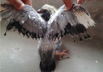 ����ر�Ⱦ���˹ֲ�(ͼ)