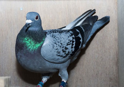 ����ʱ����³��������ھ���¯(ͼ)