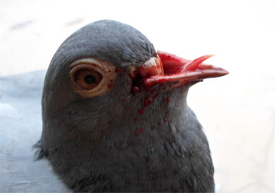 �ȼ�����������ײ����