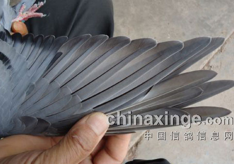 �棺17������ĸ���(ͼ)