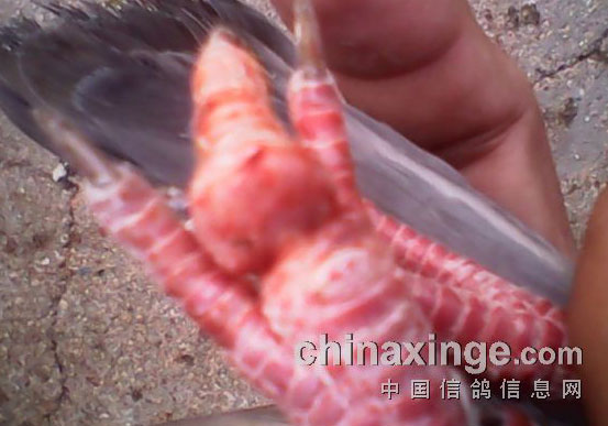 260����ɰ���ı�ķ��(ͼ)