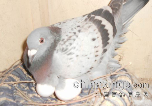 �ܾ���˫�Ƶ��ܷ���(ͼ)