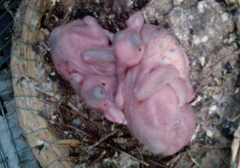 һ��û��ë���׸�(ͼ)