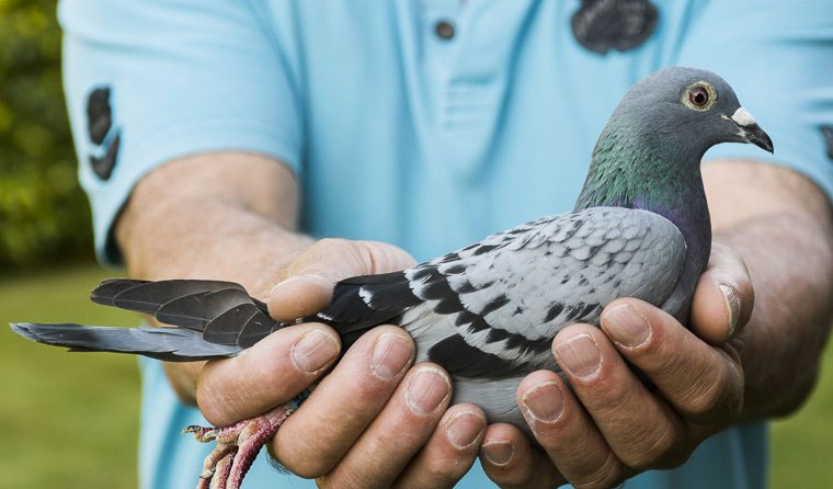 ����³�ھ�����