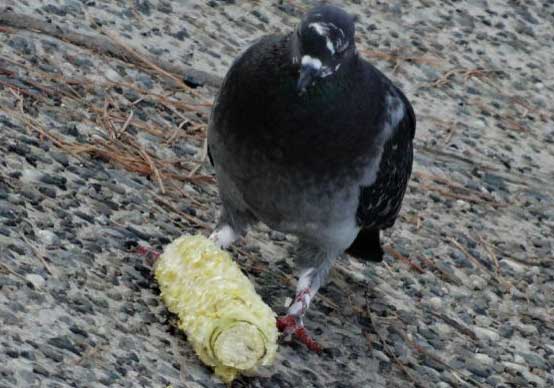 ����룺�˳�ʣ��ʳ���ж�(ͼ)