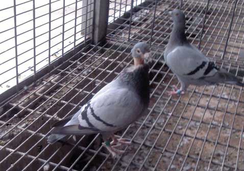 �ϴ���ë�ɡ��ⲱ�ӡ�(ͼ)