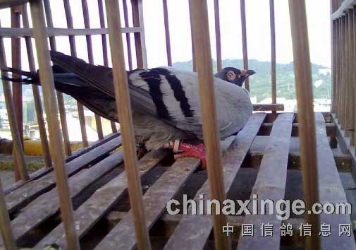 ����ҩ�ж���֢״�����(ͼ)