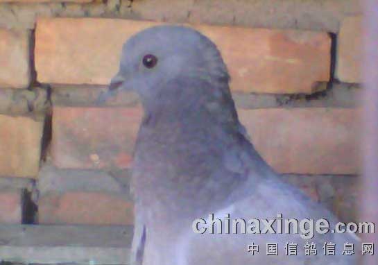 ż����˵�еġ���Ѫ����(ͼ)