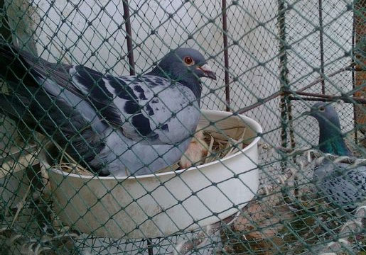 ���÷�Ʒ�����ָ���(ͼ)