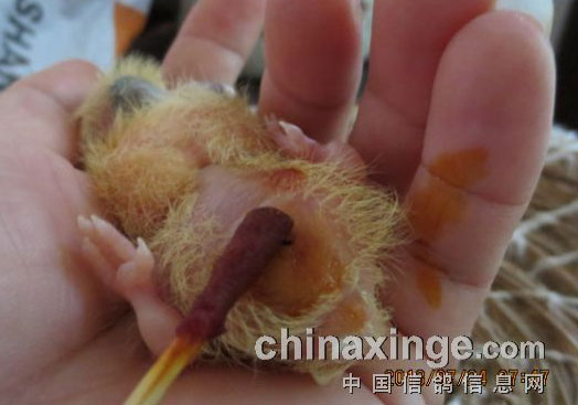 ��������������(ͼ)