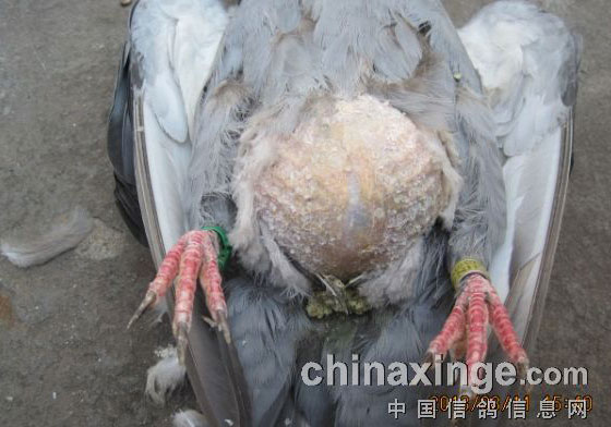 �ߴ�Ϊ�γ��޴�����(ͼ)