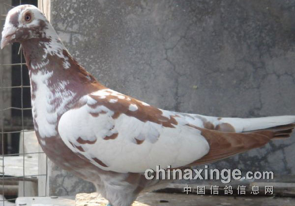 Ļ���Ż���ʹ���ĵ�(ͼ)