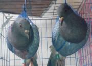 �����˱� ��������(ͼ)