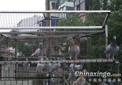 ����΢�����Զ��ŷ���(ͼ)