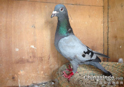 ��������һ�����(ͼ)