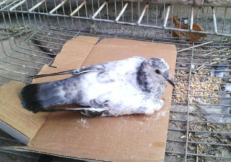 ˫�ȱ���ϵġ���ǿ����(ͼ)