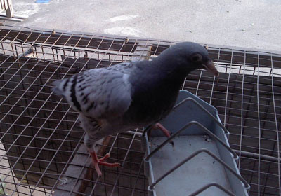 ����ֻ������ֺ�ĸ���(ͼ)