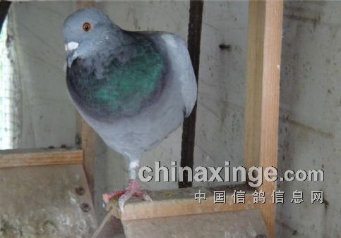 ���ܶ��������ճ�����(ͼ)