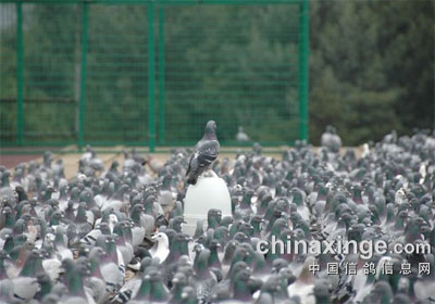 ���ϲ��¹����������������(ͼ)