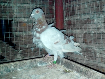 ���˸���ë