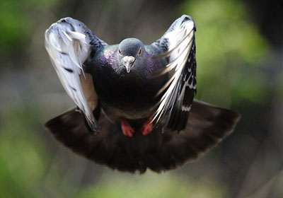 ����Ӱʦ���Ը����ĳ�Ψ����