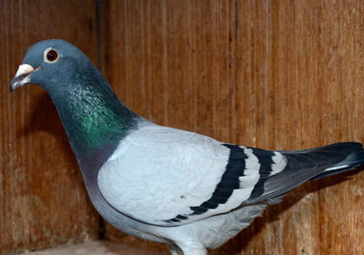 11���ϴƻ�09-13��������ʸ����ھ�(ͼ)