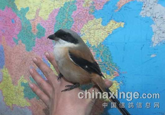 90������ʵս�ֲ��(ͼ)