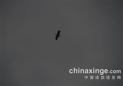 ����������������������(ͼ)