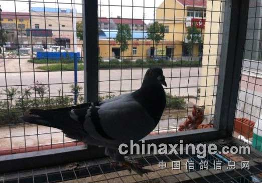 ë�Ÿ����ֻ��Ǳ�����(ͼ)