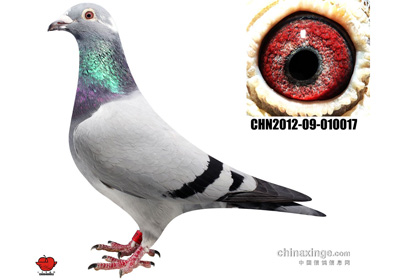 �����¶�ھ� �����Ӳ���ҩ(ͼ)