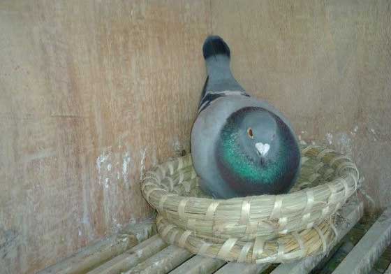 ��̨���������(ͼ)