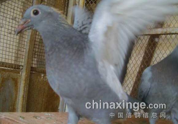 �����رȴ�����(ͼ)