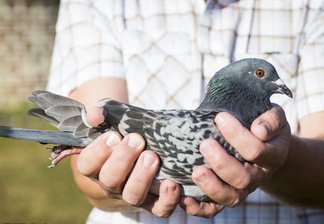 ����ʱ�ڷ�˹����������