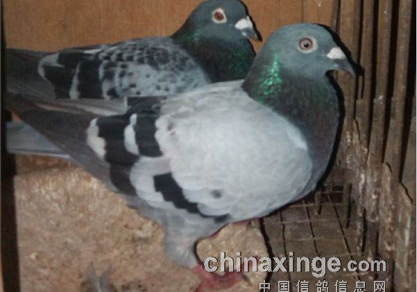 �ǳ���г��һ����˫��(ͼ)