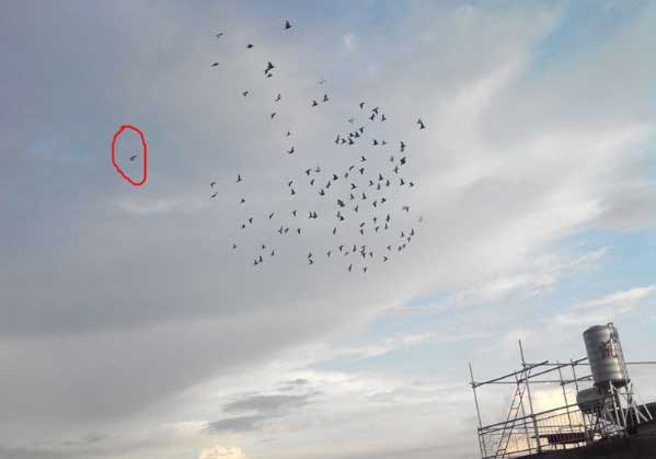 ��ӥץ�ߵġ�23��������(ͼ)