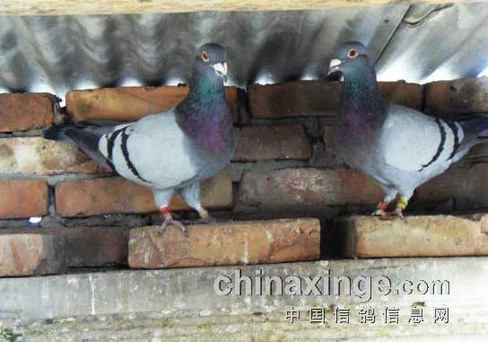 ʧ���еľ�ϲ���������(ͼ)