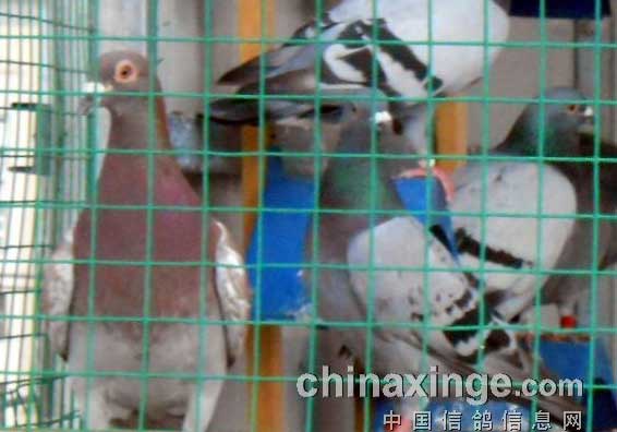 �龪һ���ġ�������(ͼ)